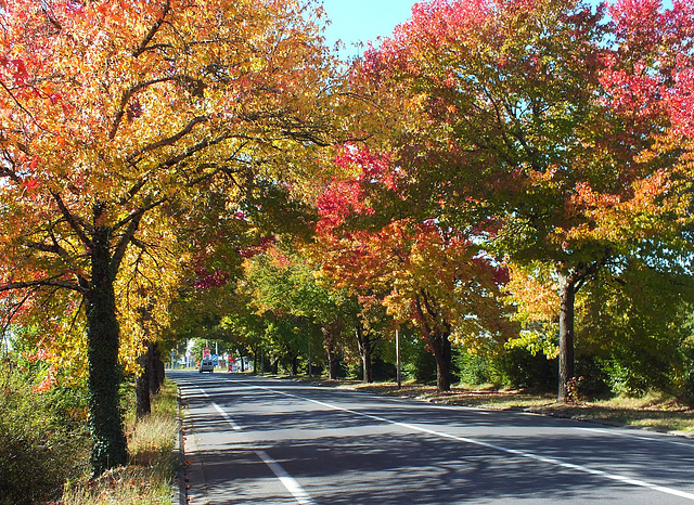 Automne sur la route