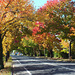 Automne sur la route