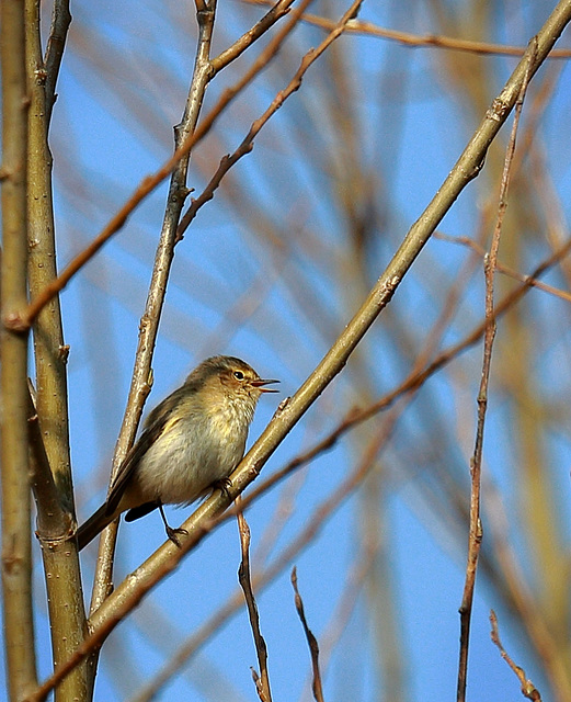 EOS 6D Peter Harriman 09 09 42 76943 chiffchaff dpp