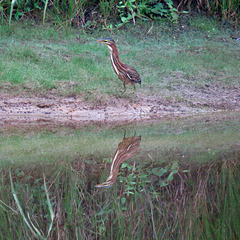 Two green herons