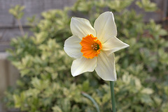 Assertive daffodil
