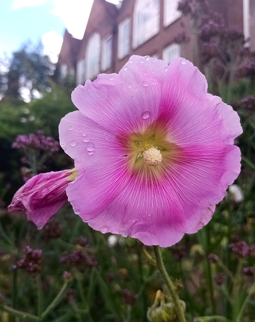 Dew on Hollyhock...