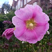 Dew on Hollyhock... Dew on Hollyhock...