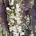 Cresent cup Liverwort