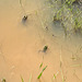 Rãs em Penedos, Grenouilles, frogs