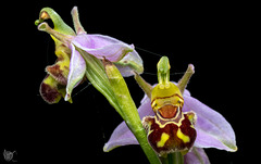 Bee orchid 2