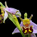 Bee orchid 2
