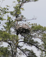 nid de héron/heron's nest