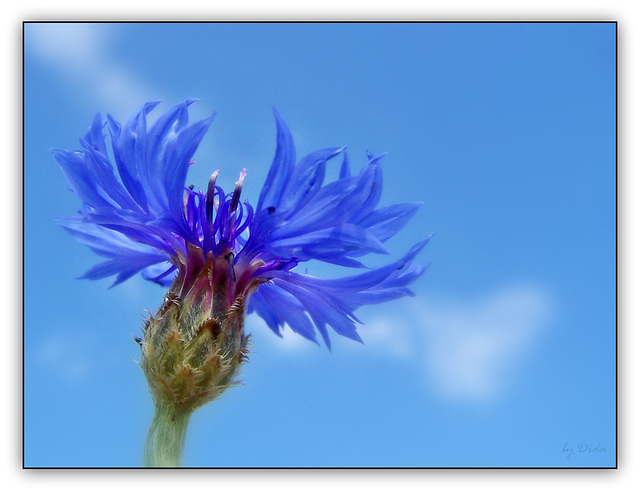 Kornblumenblau - Cornflower blue