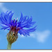 Kornblumenblau - Cornflower blue