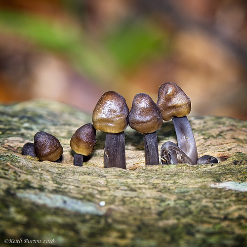 Mushrooms