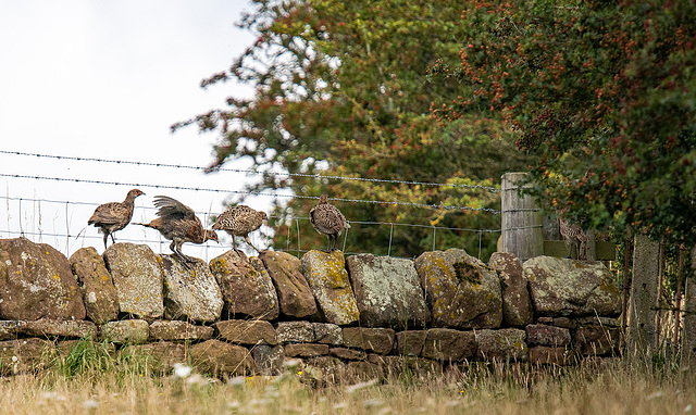 Young pheasants