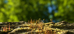 Little Mossy Landscape