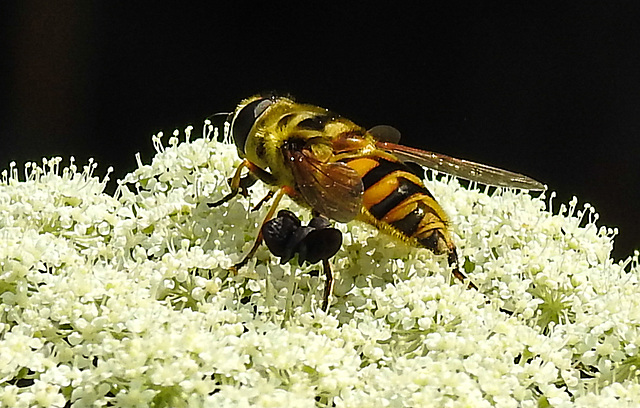 20210727 2070CPw [D~LIP] Totenkopf-Schwebfliege (Myathropa florea), Möhre (Daucus carota), Bad Salzuflen