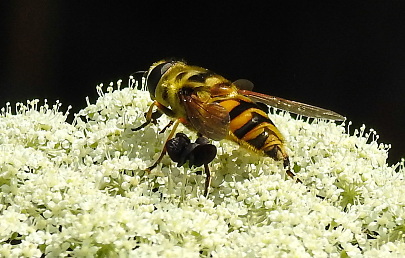 20210727 2070CPw [D~LIP] Totenkopf-Schwebfliege (Myathropa florea), Möhre (Daucus carota), Bad Salzuflen