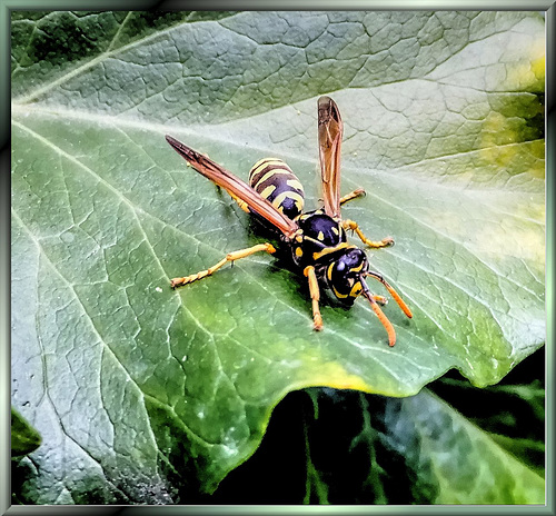 A "barrel" of nectar too much...  ©UdoSm