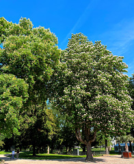 Frühling im Kurpark