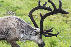 Unterwegs in Westschweden: von Idre nach Gäddede