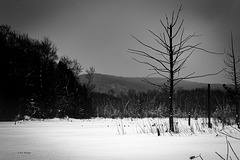 DÉSOLATION HIVERNALE