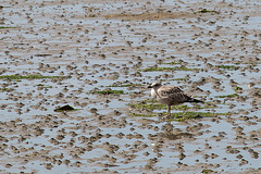 20140907 4856VRAw [NL] Möwe, Terschelling