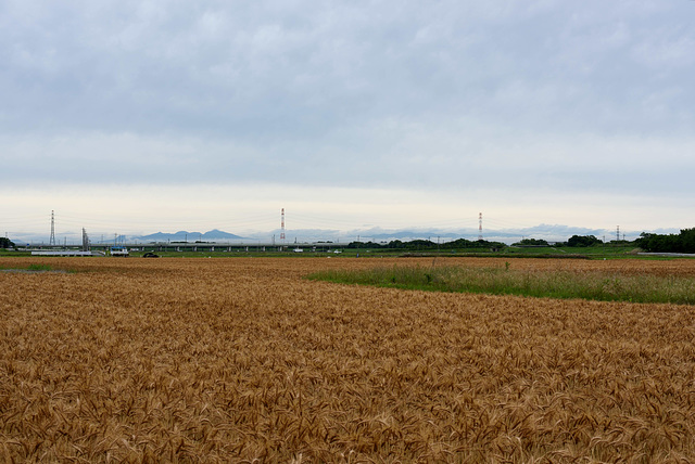 Wheat fields