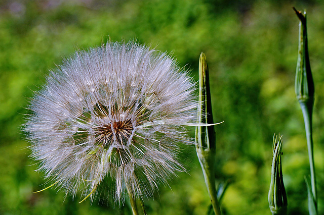 Wiesen-Bocksbart - Meadow salsify - Salsifis des prés - Tragopogon pratensis - Please enlarge!