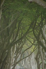 Dark Hedges