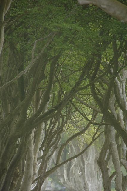 Dark Hedges