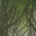 Dark Hedges