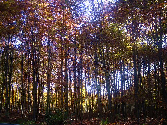 Automne dans les Ardennes