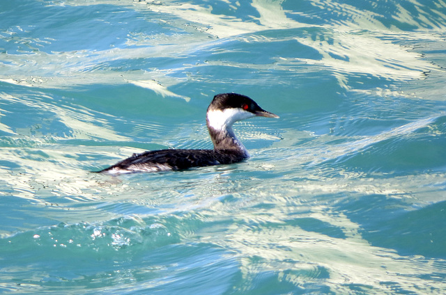 Western Grebe, male, (Aechmophorus occidentalis)/Renntaucher