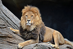 Der König der Löwen?