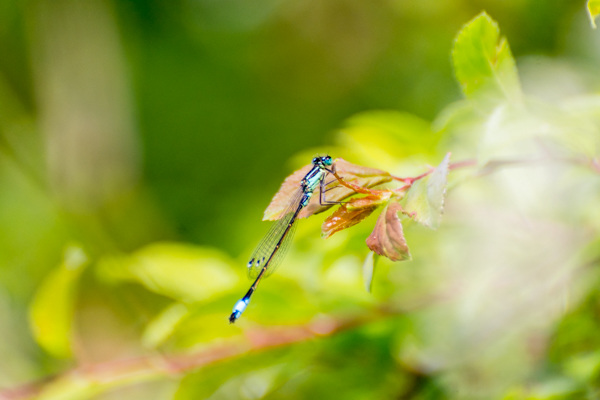 Common Bluetail - DSA 0235