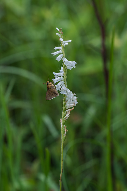 Spiranthes praecox (Grass-leaved Ladies'-tresses orchid)