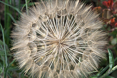 Riesenpusteblume