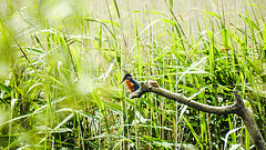 20190613 5160CPw [R~GB] Eisvogel, Schilf (Phragmites australis), Wales