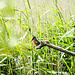 20190613 5160CPw [R~GB] Eisvogel, Schilf (Phragmites australis), Wales