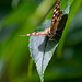 Speckled wood butterfly