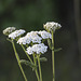 Common Yarrow