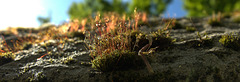 Little Mossy Landscape