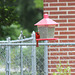 HFF everyone :)   My Cardinal on our feeder,  but neighbor's fence :)))   I zoomed :))