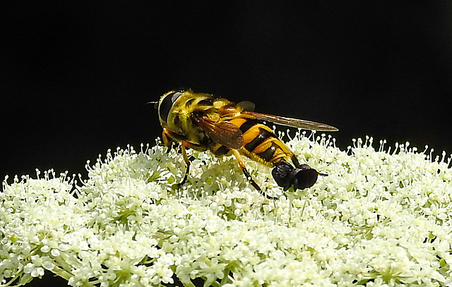 20210727 2071CPw [D~LIP] Totenkopf-Schwebfliege (Myathropa florea), Möhre (Daucus carota), Bad Salzuflen