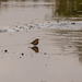 Robin in a puddle