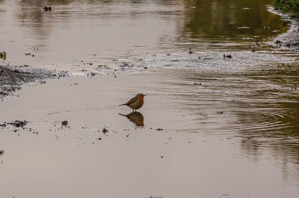 Robin in a puddle