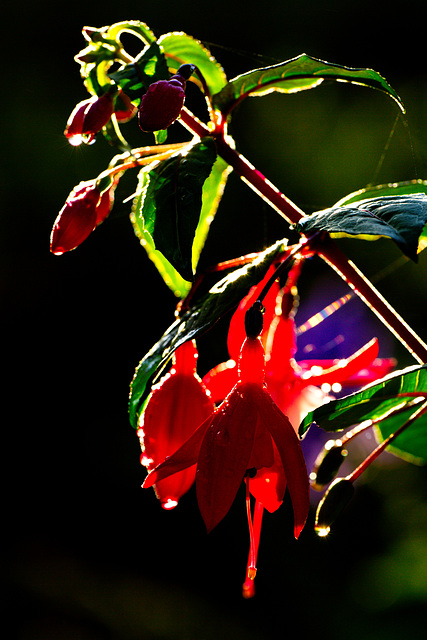 Fuchsie nach dem Regen