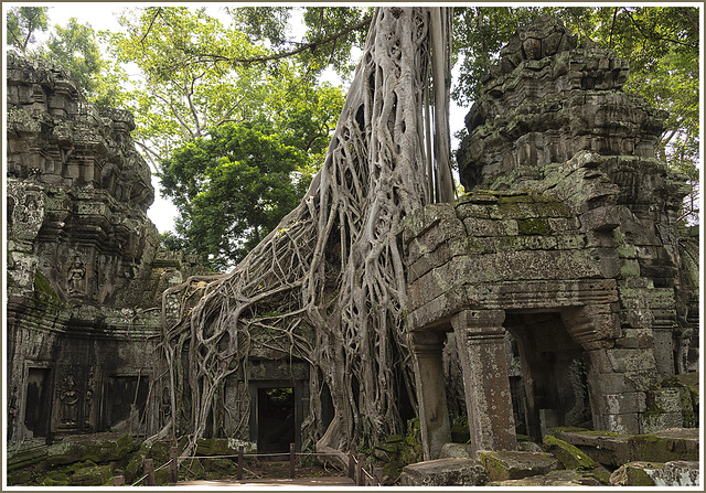 Ta Prohm Temple (2)