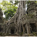 Ta Prohm Temple (2)