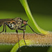 Heute wird wieder mal getanzt beim Insekt :)) Today we're dancing again at the insect :)) Aujourd'hui, nous dansons à nouveau sur l'insecte :))