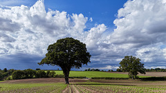 Shropshire fields