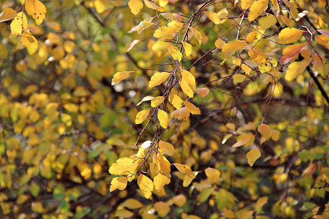 Herbst 2016